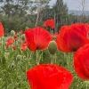 poppies